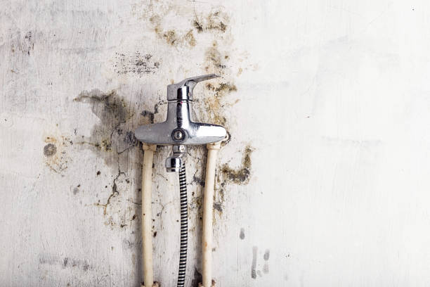 Best Bathroom Mold Remediation in Rio Rancho, NM