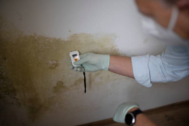 Best Commercial Mold Remediation in Rio Rancho, NM