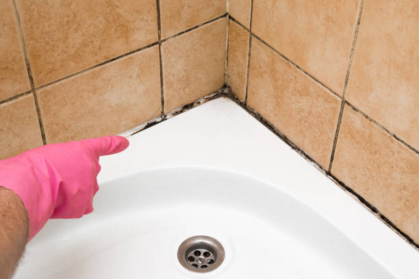 Best White Mold Remediation in Rio Rancho, NM